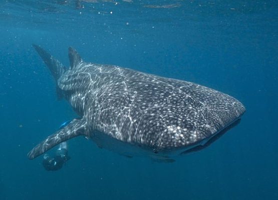 whale shark underwater researcher