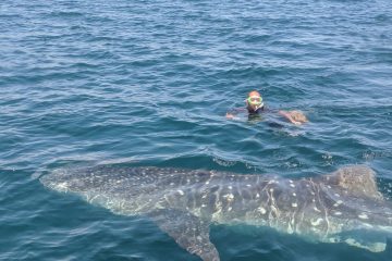 whale shark abraham from boat