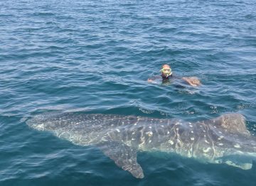 whale shark abraham from boat
